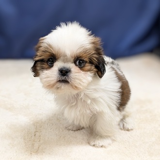 愛知県のシーズー (犬の家＆猫の里一宮店/2025年9月14日生まれ/女の子/ゴールドホワイト)の子犬の4枚目の画像