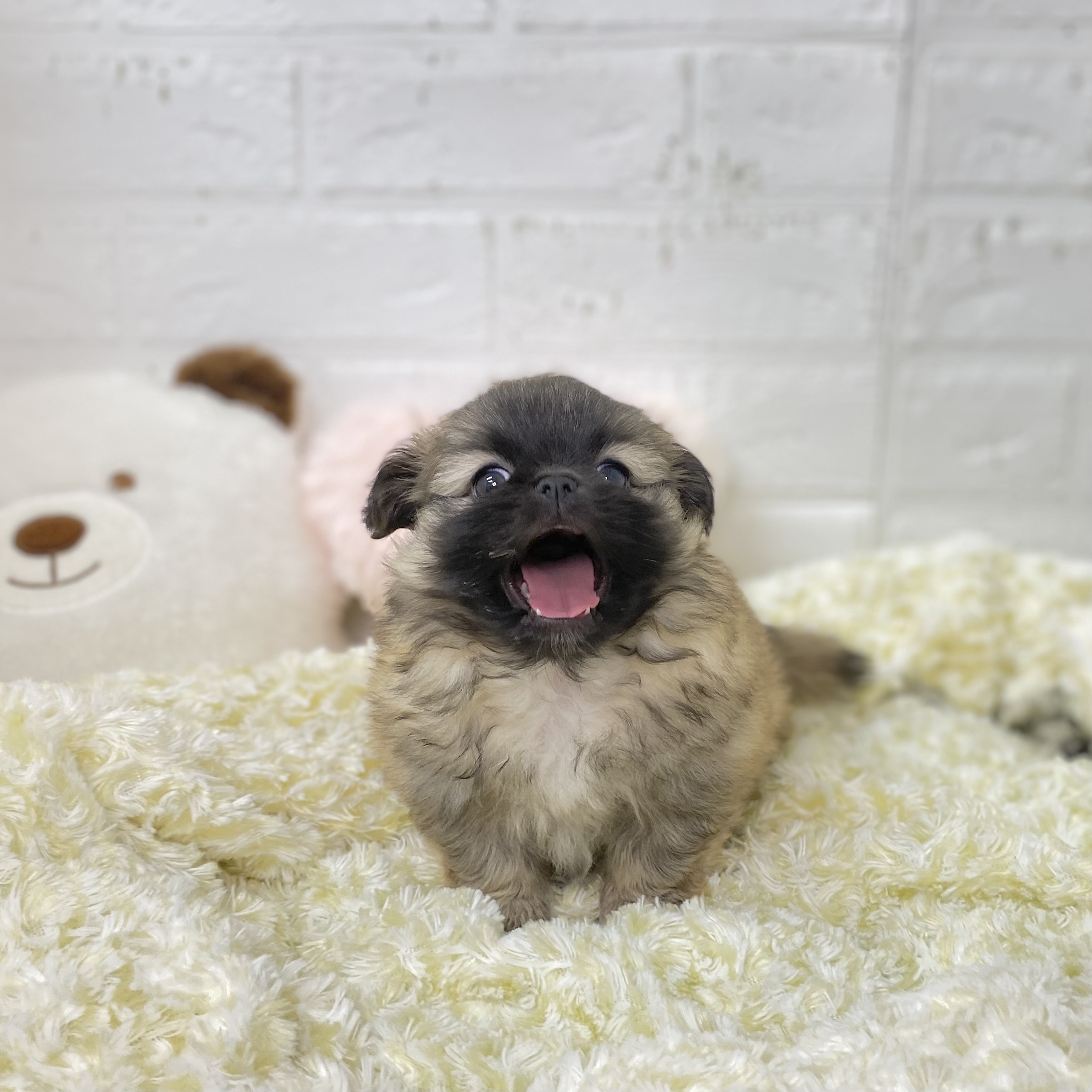 長野県のペキポメ/ポメペキ(ペキニーズ×ポメラニアン) (犬の家＆猫の里長野店/2025年9月21日生まれ/女の子/フォーン)の子犬の4枚目の画像