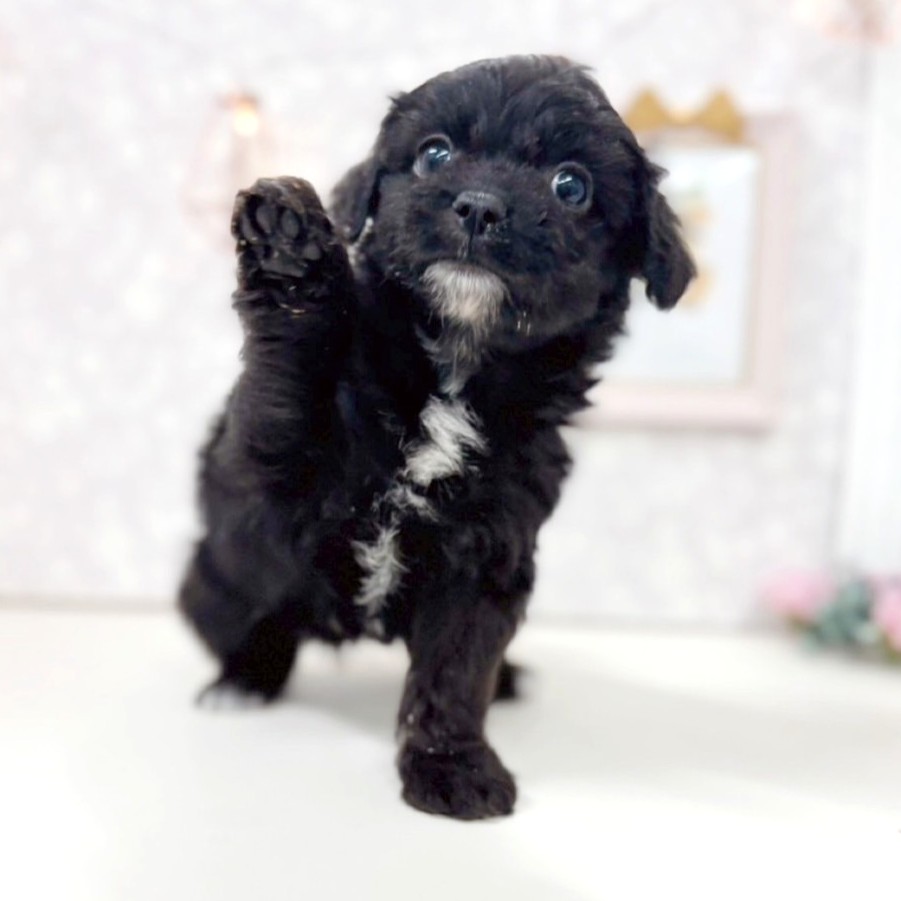 富山県のチワプー/プーチー(チワワ×プードル) (犬の家＆猫の里アミーゴ高岡蓮花寺店/2025年9月22日生まれ/男の子/ブラック)の子犬の4枚目の画像