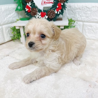 静岡県のチワプー/プーチー(チワワ×プードル) (犬の家＆猫の里マークイズ静岡店/2025年9月22日生まれ/男の子/クリーム)の子犬の4枚目の画像