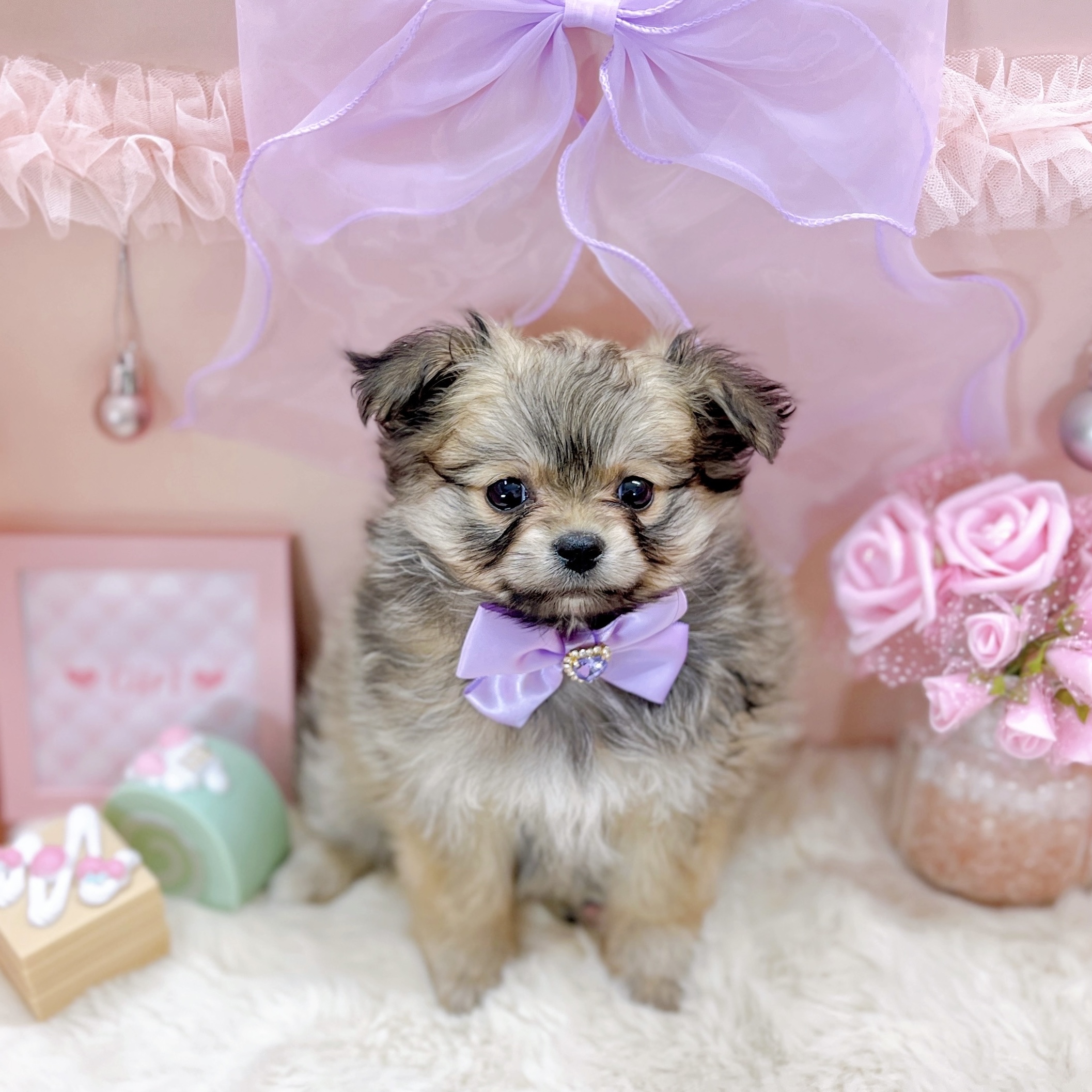 福井県のポメビション(ポメラニアン×ビションフリーゼ) (犬の家＆猫の里アミーゴ福井大和田店/2025年9月23日生まれ/女の子/オレンジ)の子犬の4枚目の画像