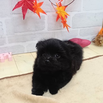 静岡県のポメマル/マルポメ(ポメラニアン×マルチーズ) (犬の家＆猫の里プレ葉ウォーク浜北店/2025年9月20日生まれ/女の子/ブラック)の子犬の4枚目の画像