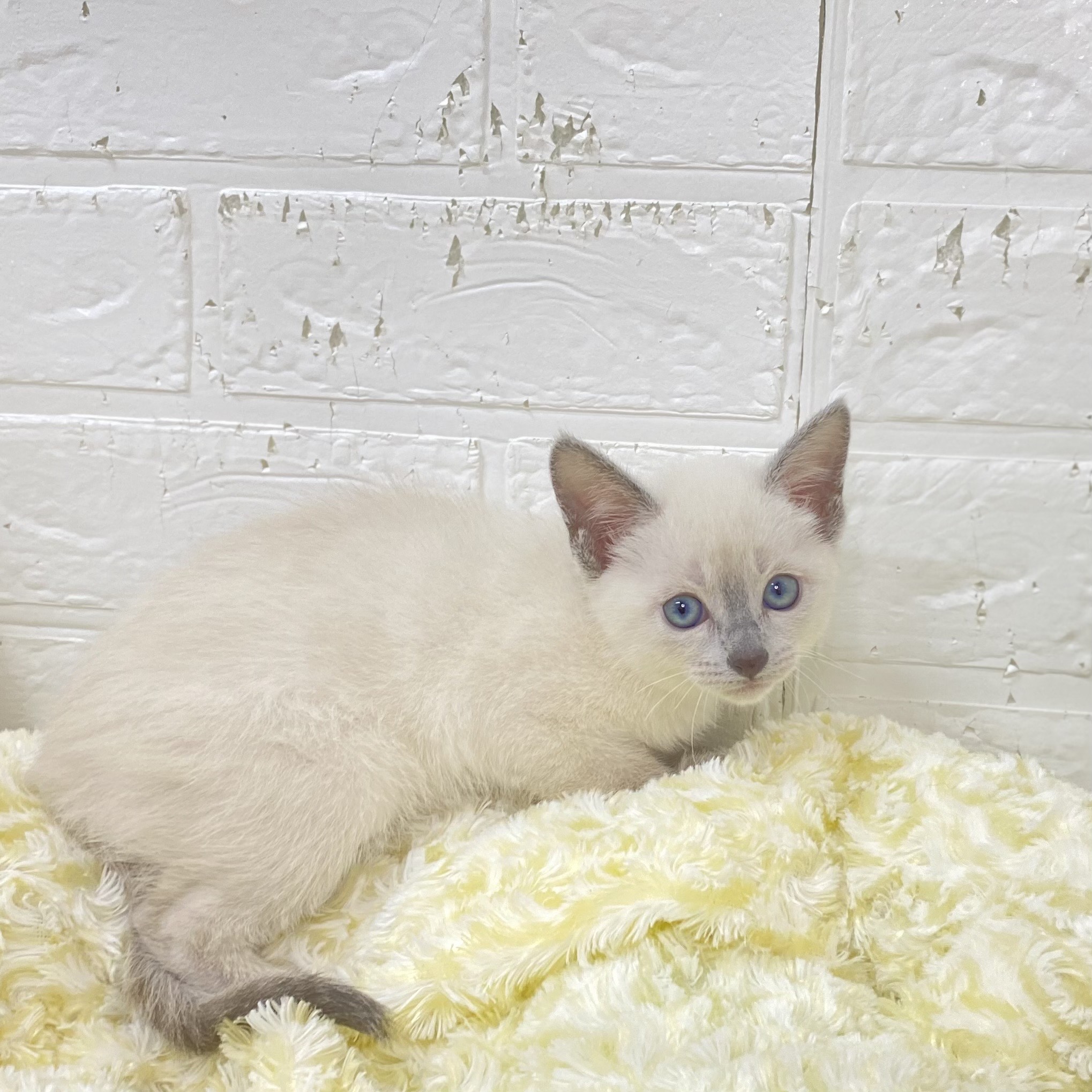 長野県のロシアンブルー (犬の家＆猫の里長野店/2025年9月22日生まれ/女の子/ブルーポイント)の子猫の4枚目の画像