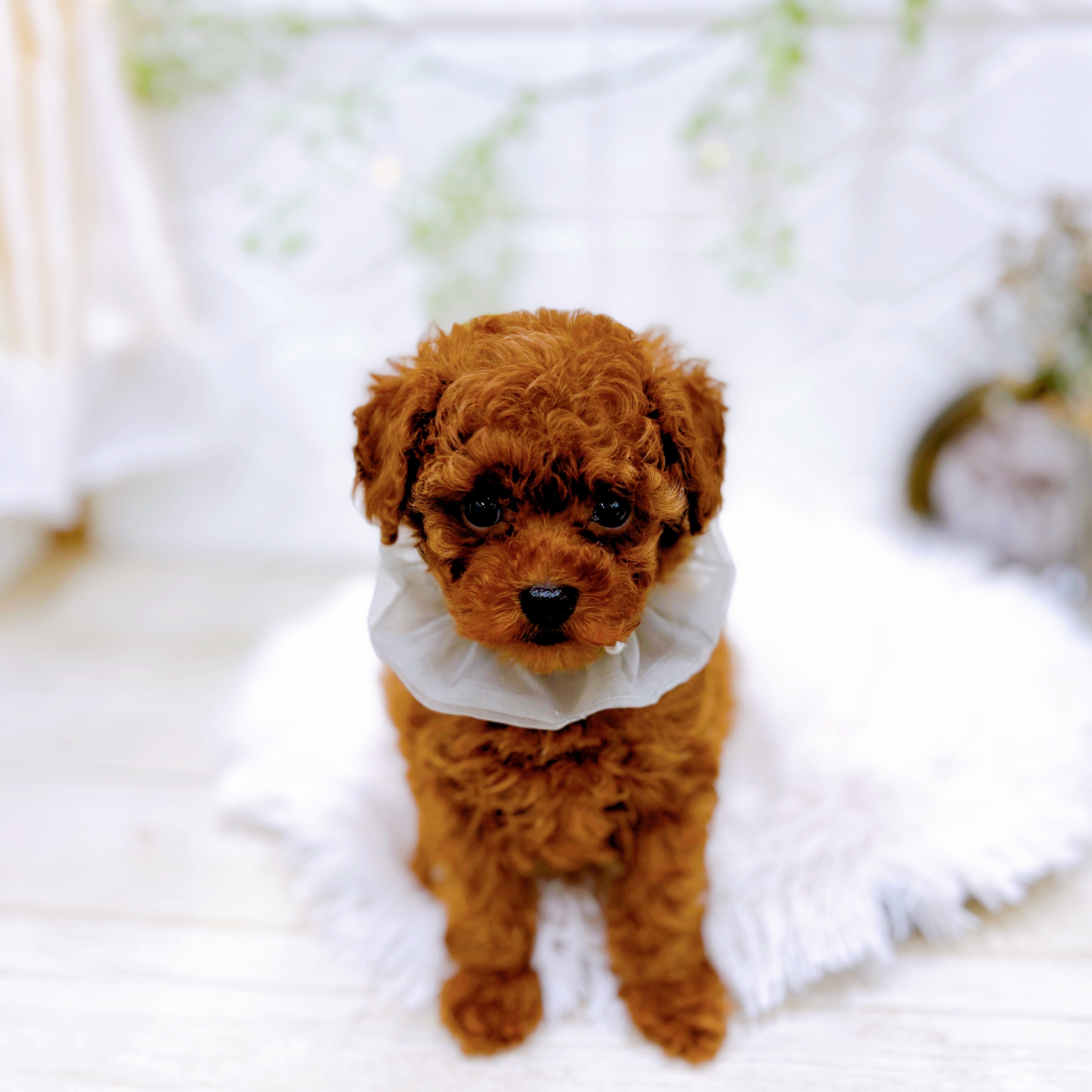 福井県のトイプードル(トイ) (犬の家＆猫の里アミーゴ福井店/2025年9月21日生まれ/男の子/レッド)の子犬の4枚目の画像