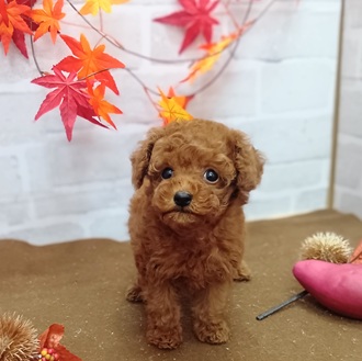 タイニープードル女の子の写真