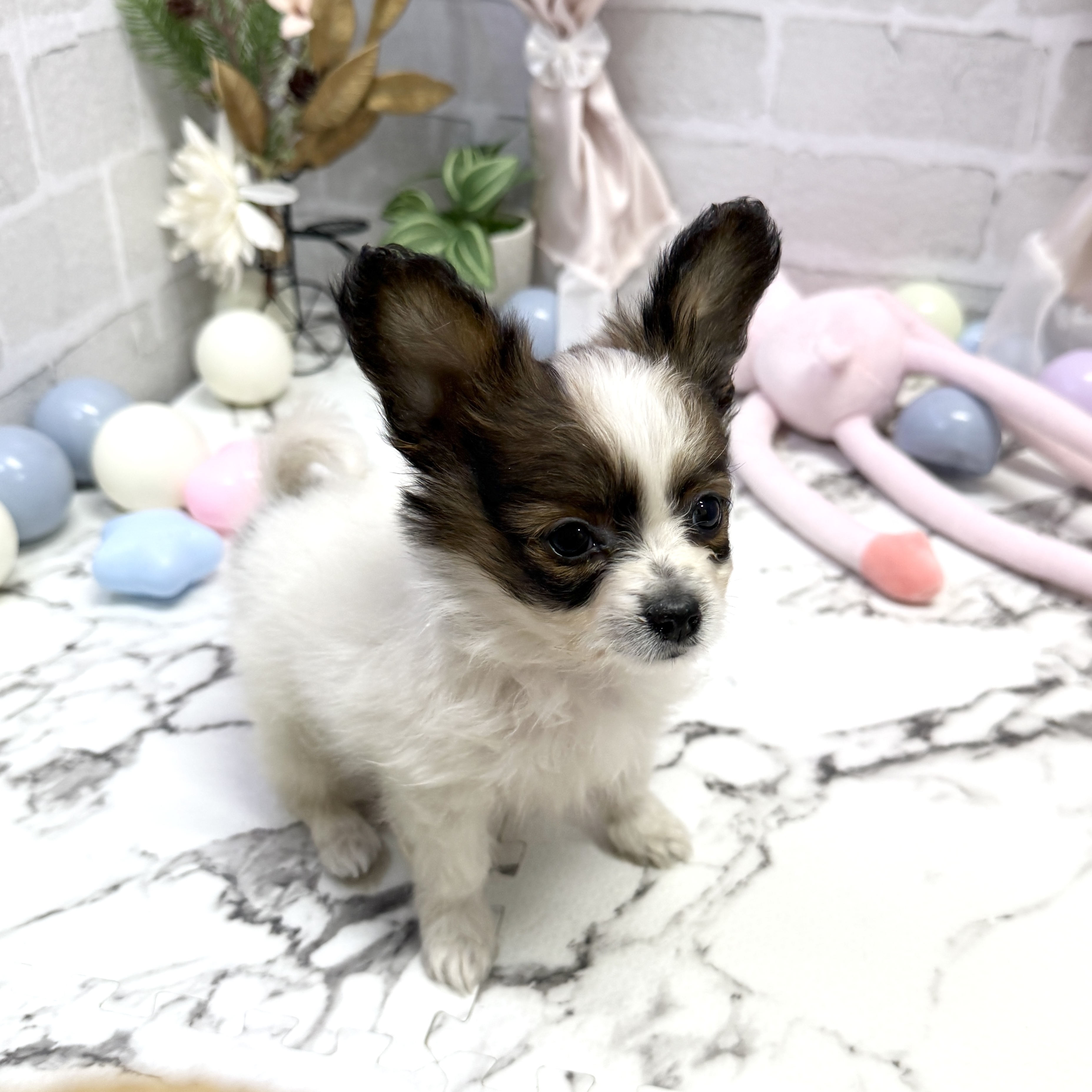愛知県のパピヨン (犬の家＆猫の里岡崎店/2025年9月21日生まれ/女の子/ホワイトブラウン)の子犬の4枚目の画像