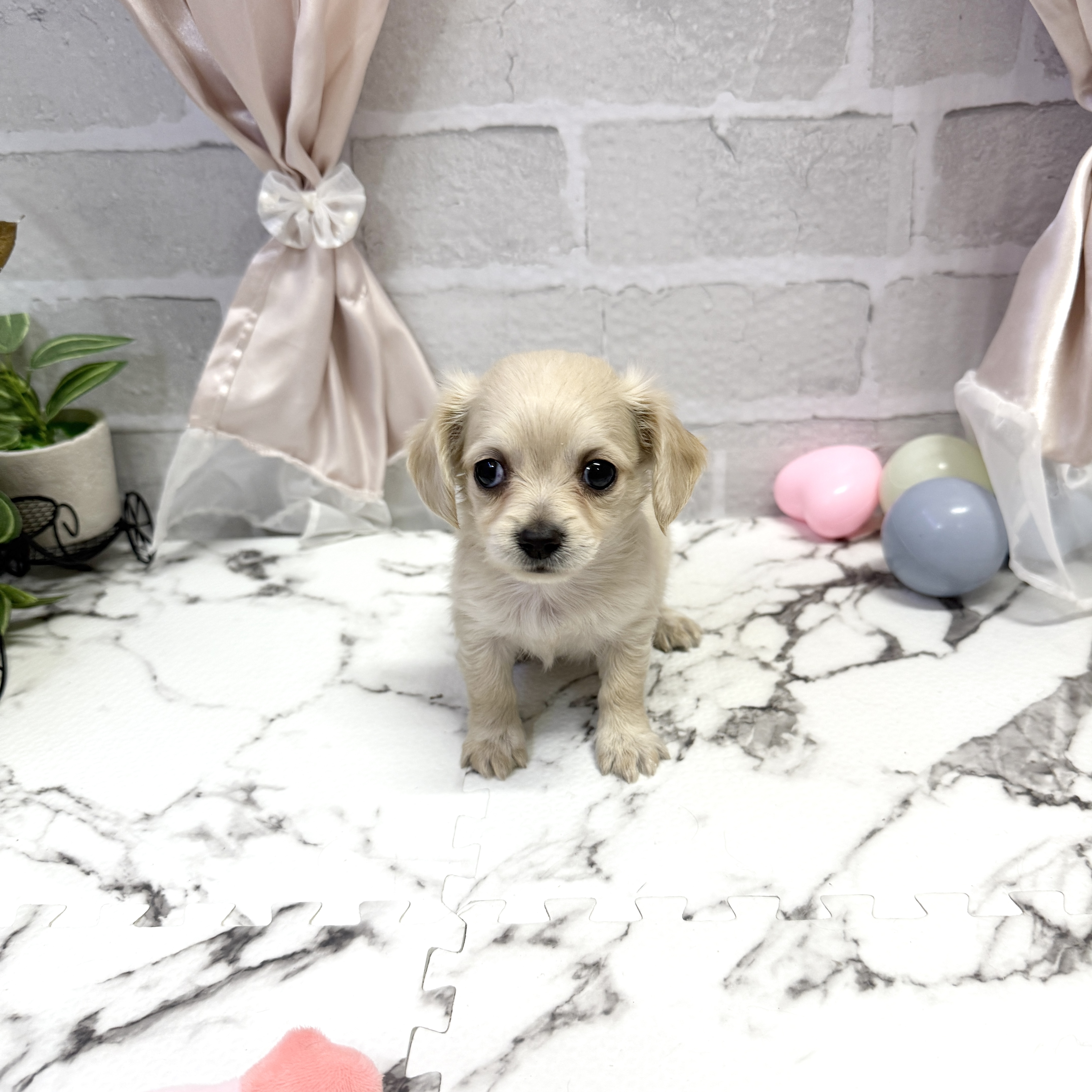 愛知県のチワックス(チワワ×ダックス) (犬の家＆猫の里岡崎店/2025年9月23日生まれ/男の子/クリーム)の子犬の4枚目の画像