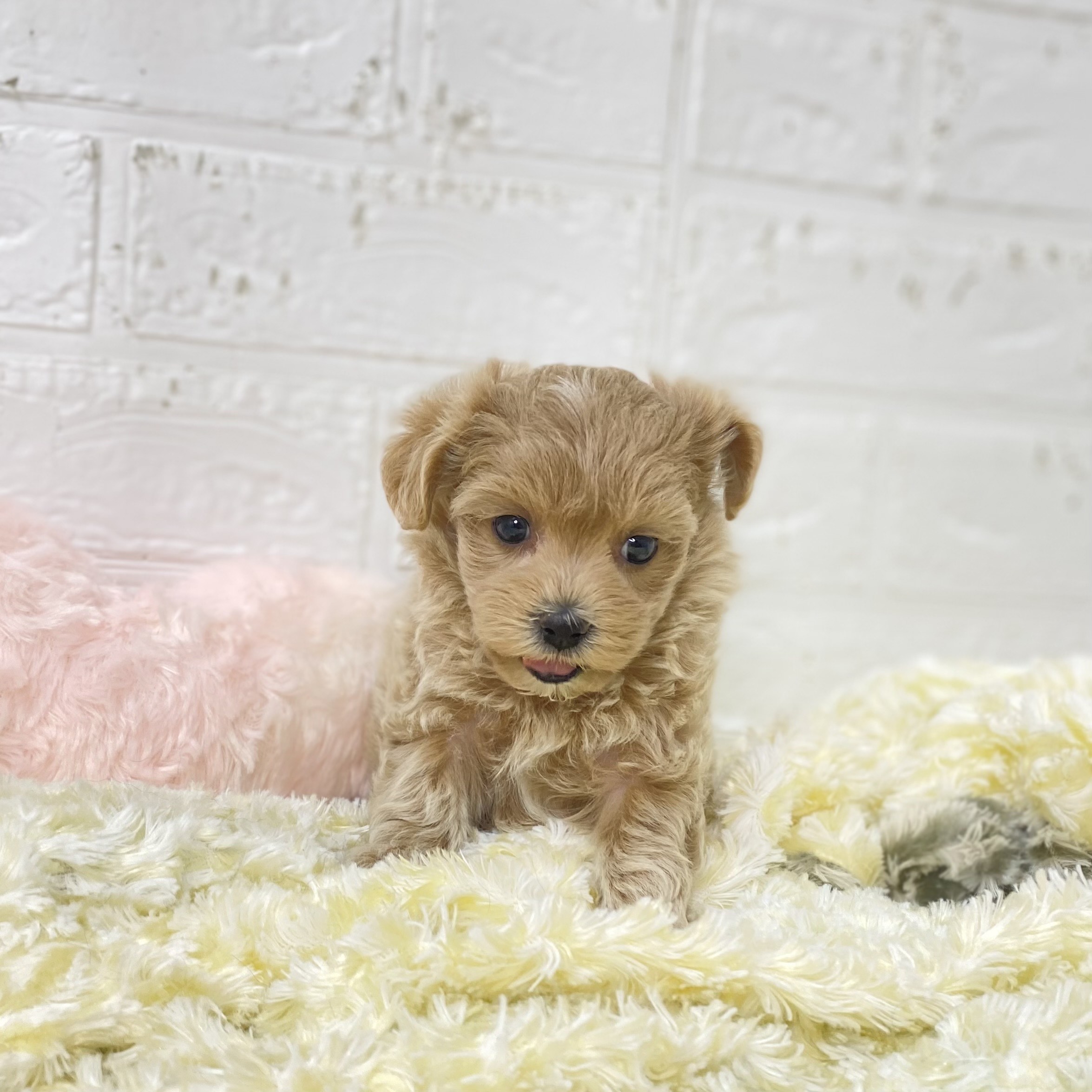 長野県のマルプー(マルチーズ×プードル) (犬の家＆猫の里長野店/2025年9月22日生まれ/女の子/アプリコット)の子犬の4枚目の画像