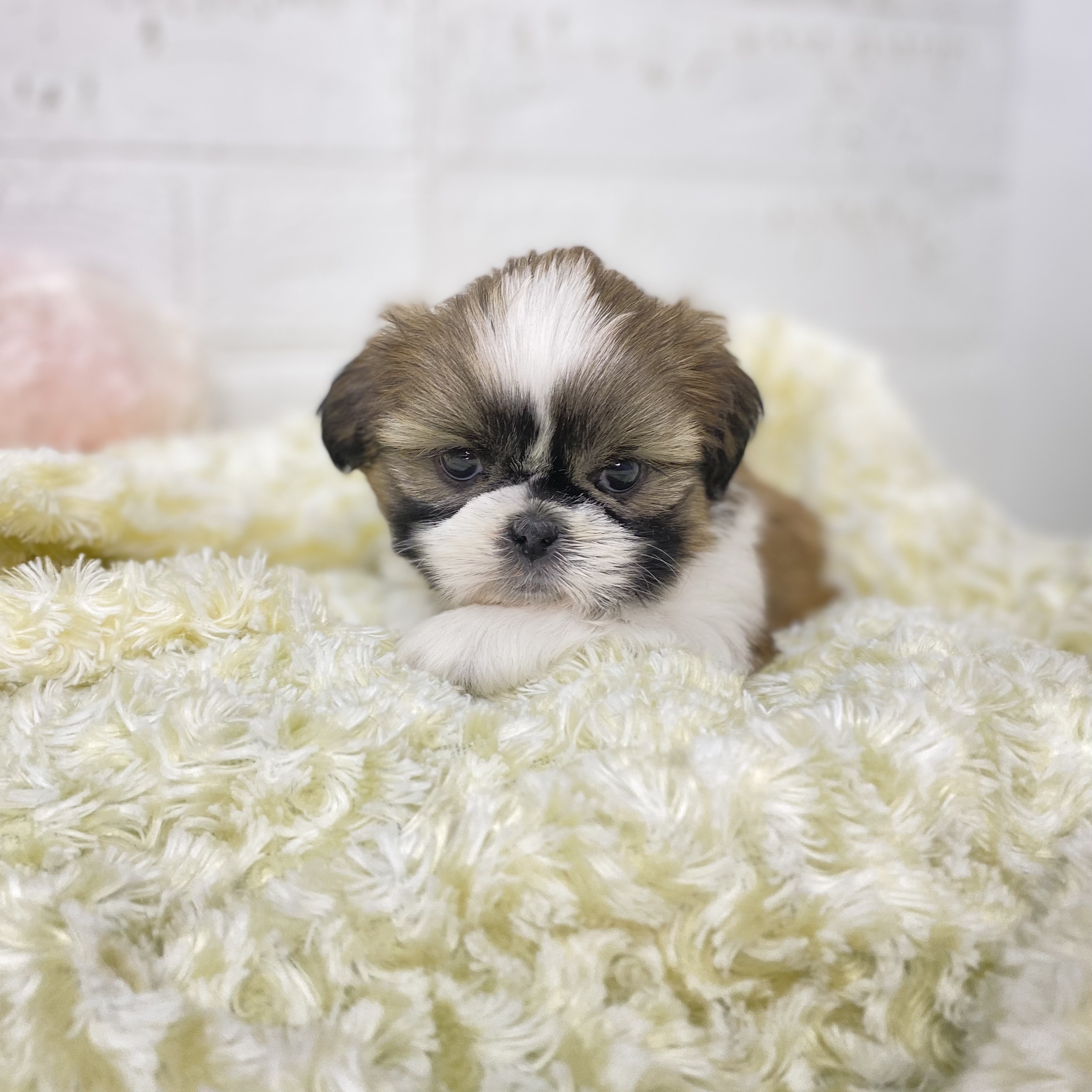 長野県のシーズー (犬の家＆猫の里長野店/2025年9月22日生まれ/女の子/ホワイトゴールド)の子犬の4枚目の画像