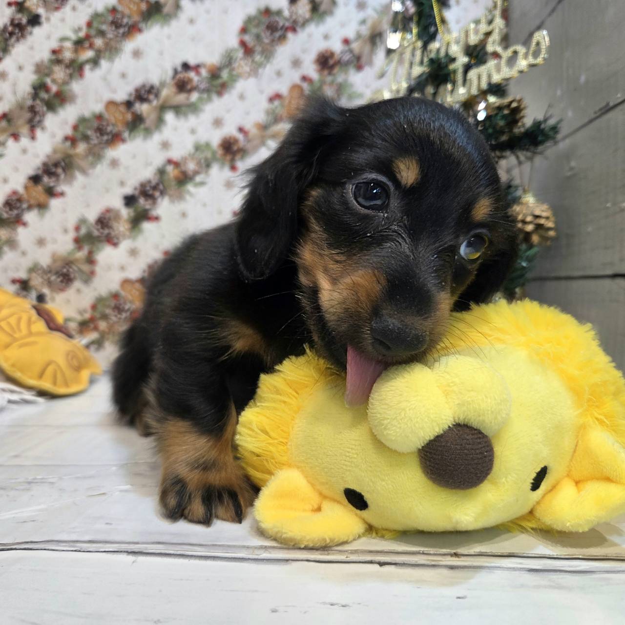 長野県のミニチュアダックスフンド(ロング) (犬の家＆猫の里カインズ梓川店/2025年9月23日生まれ/男の子/ブラックタン)の子犬の4枚目の画像