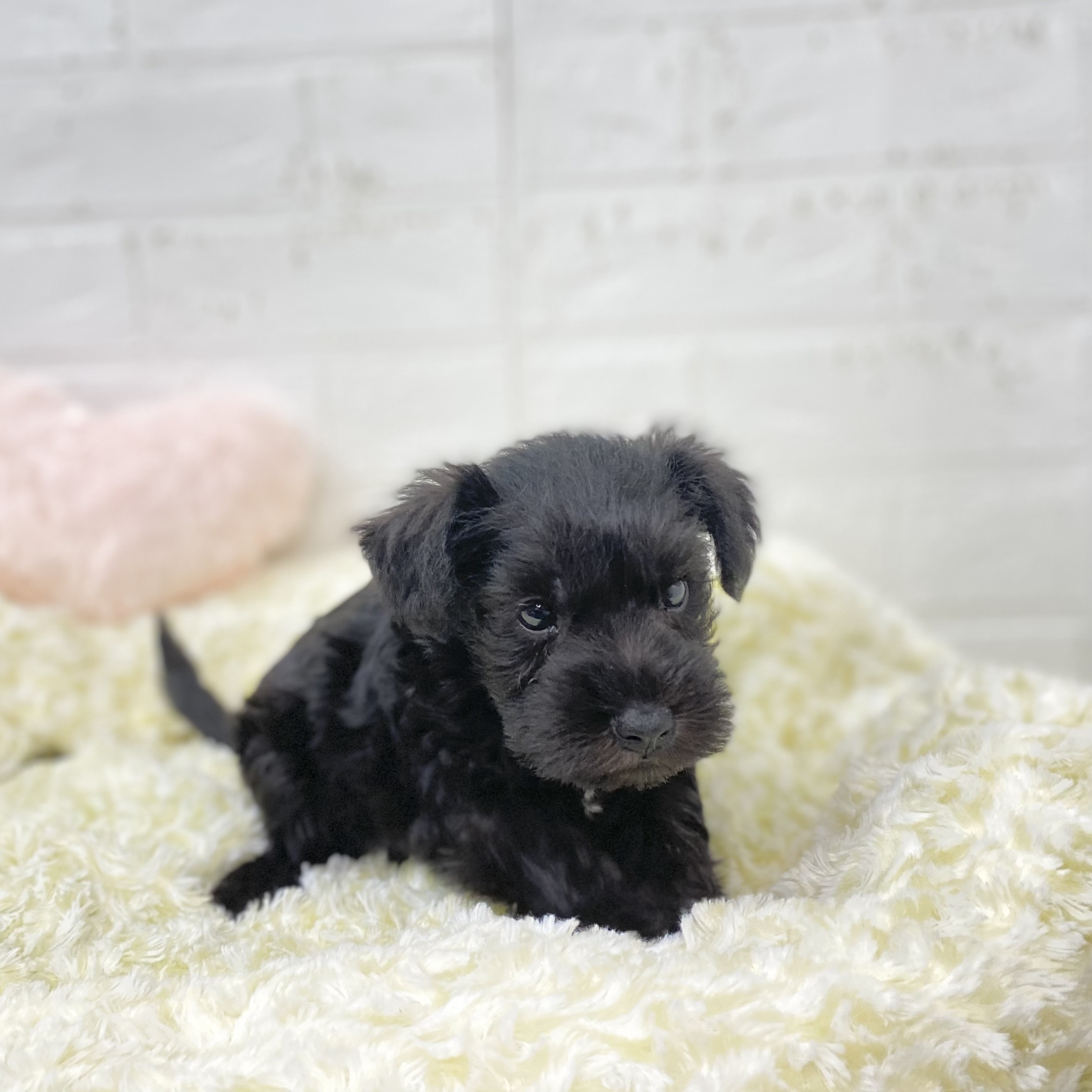 長野県のミニチュアシュナウザー (犬の家＆猫の里長野店/2025年9月23日生まれ/男の子/ブラックホワイト)の子犬の4枚目の画像