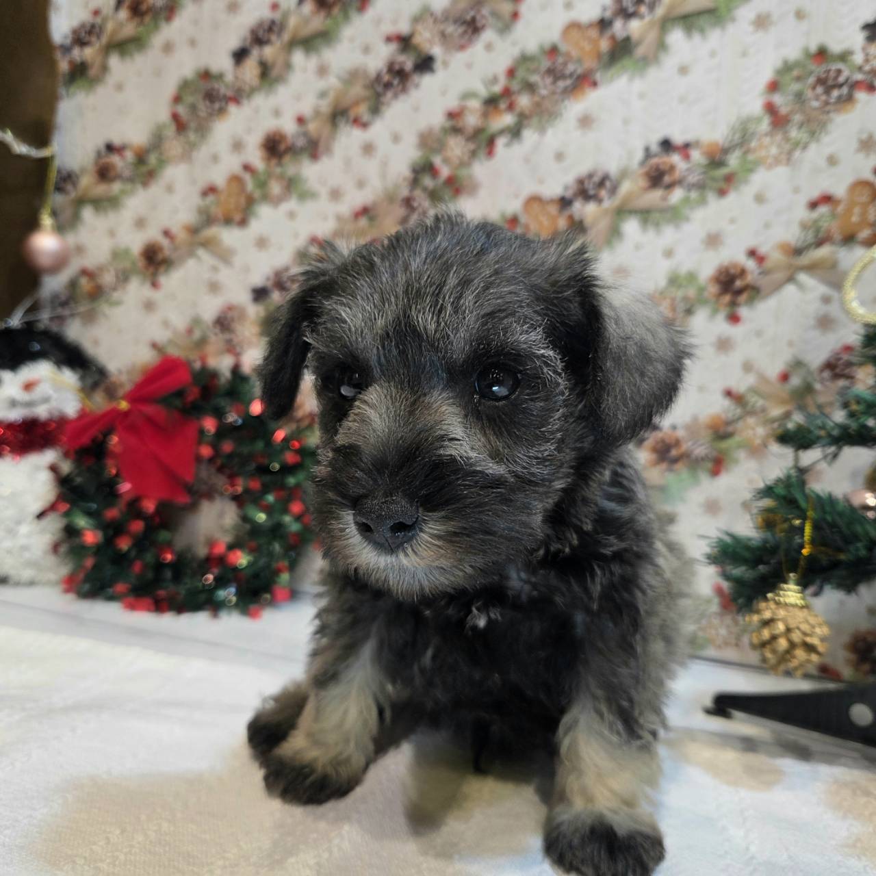 長野県のミニチュアシュナウザー (犬の家＆猫の里カインズ梓川店/2025年9月23日生まれ/男の子/ソルトペッパー)の子犬の4枚目の画像