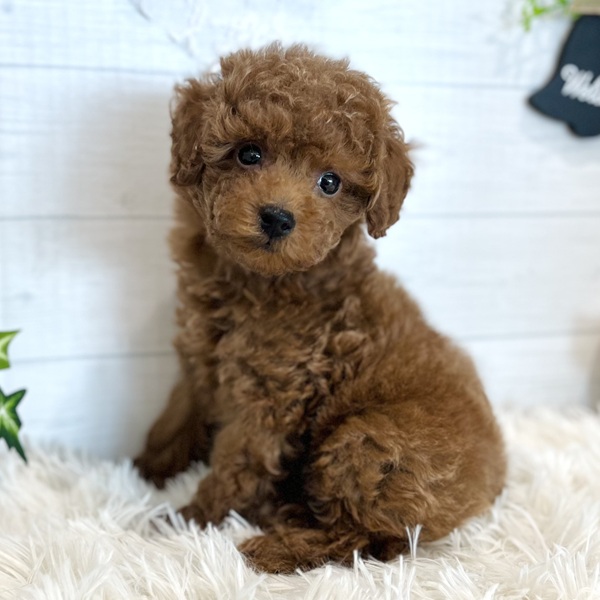 愛知県のトイプードル(トイ) (犬の家＆猫の里豊田店/2025年9月22日生まれ/男の子/レッド)の子犬の1枚目の画像