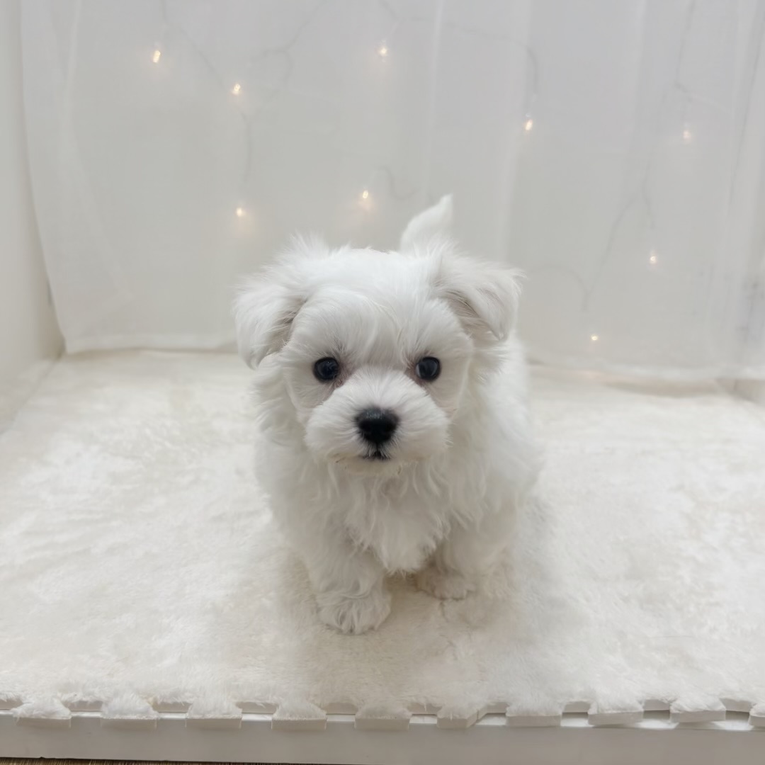 千葉県のマルチーズ (犬の家＆猫の里BIGHOPガーデンモール印西店/2025年9月23日生まれ/男の子/ホワイト)の子犬の4枚目の画像