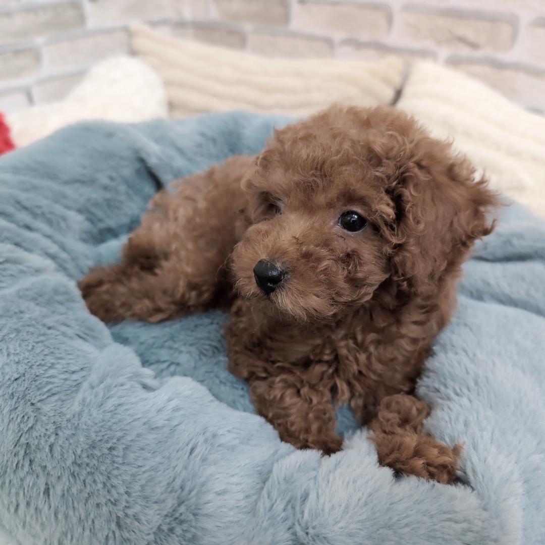 神奈川県のトイプードル(トイ) (犬の家＆猫の里モザイクモール港北店/2025年9月22日生まれ/男の子/レッド)の子犬の4枚目の画像