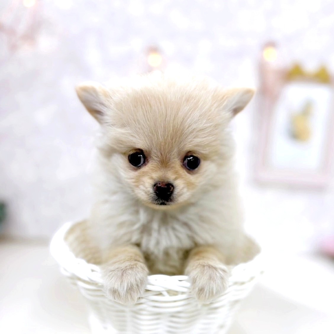 富山県のポメチワ/チワポメ/ポメチー(ポメラニアン×チワワ) (犬の家＆猫の里アミーゴ高岡蓮花寺店/2025年9月20日生まれ/女の子/クリーム)の子犬の4枚目の画像