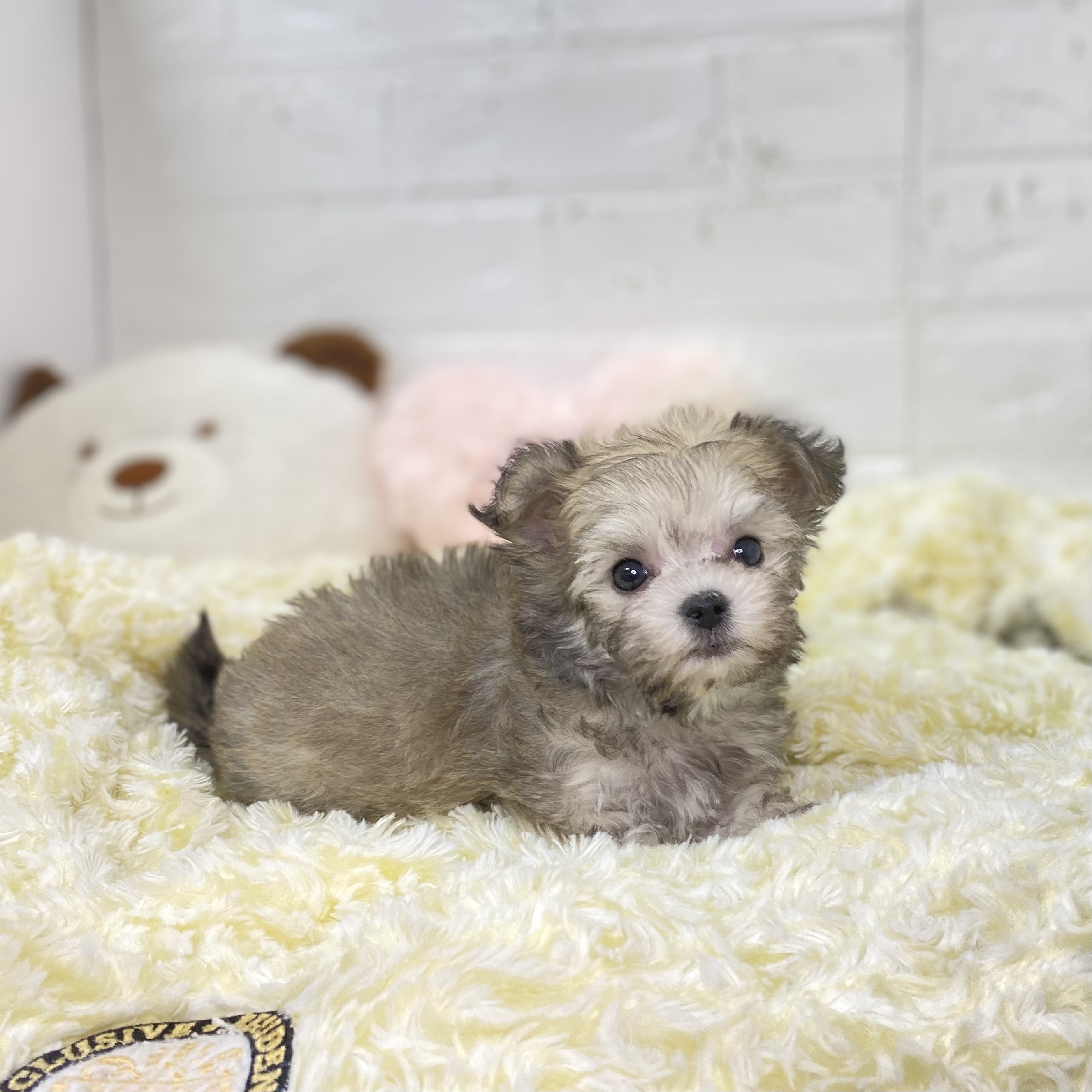 長野県のチワマル/マルチワ(チワワ×マルチーズ) (犬の家＆猫の里長野店/2025年9月22日生まれ/男の子/フォーンホワイト)の子犬の4枚目の画像