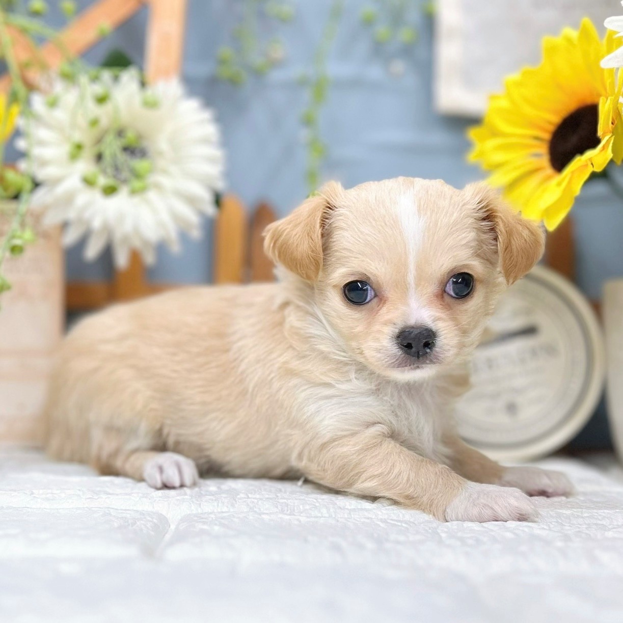 千葉県のチワワ(ロング) (犬の家＆猫の里ワンズモール稲毛店/2025年9月21日生まれ/女の子/クリームホワイト)の子犬の4枚目の画像