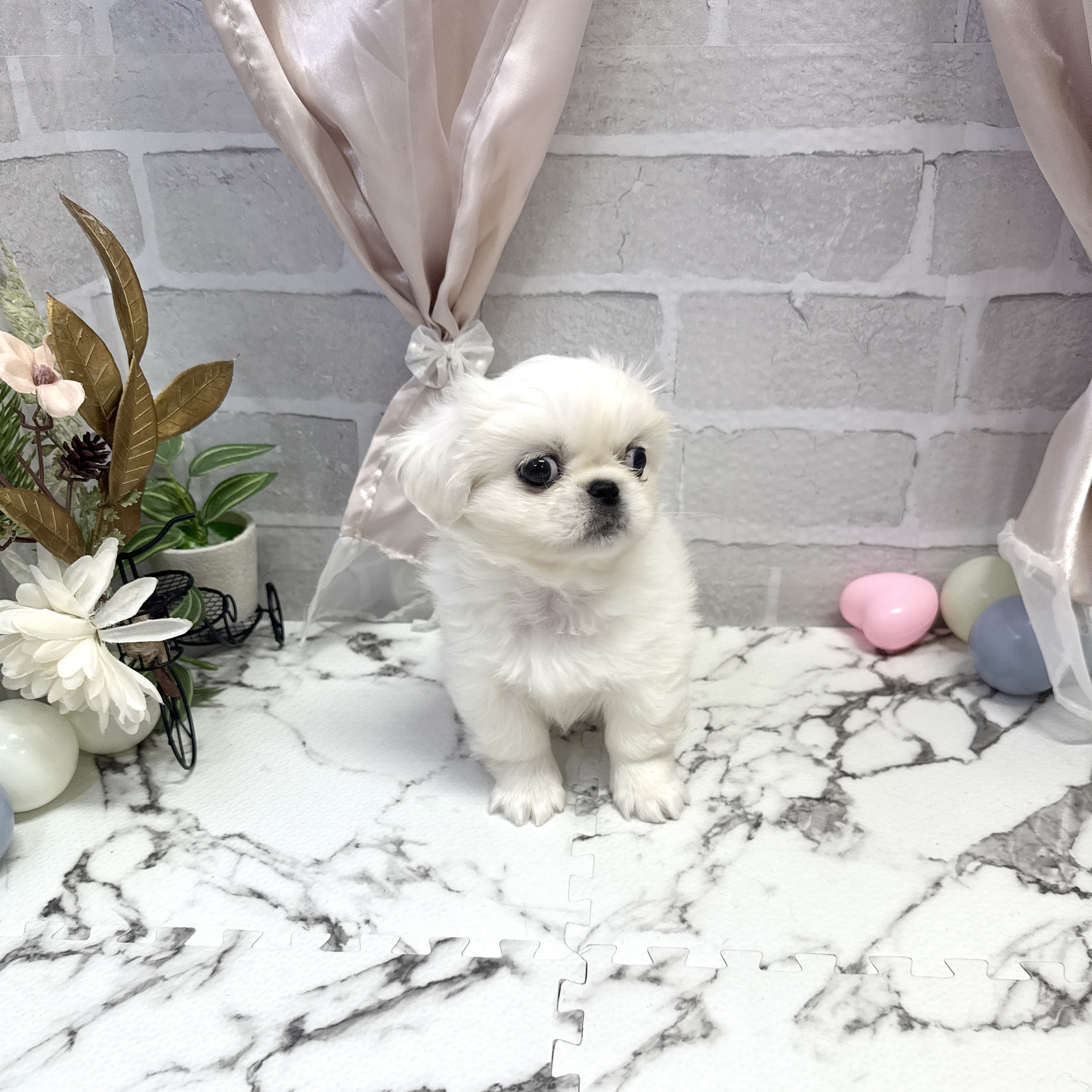 愛知県のペキニーズ (犬の家＆猫の里岡崎店/2025年9月22日生まれ/男の子/ホワイト)の子犬の4枚目の画像