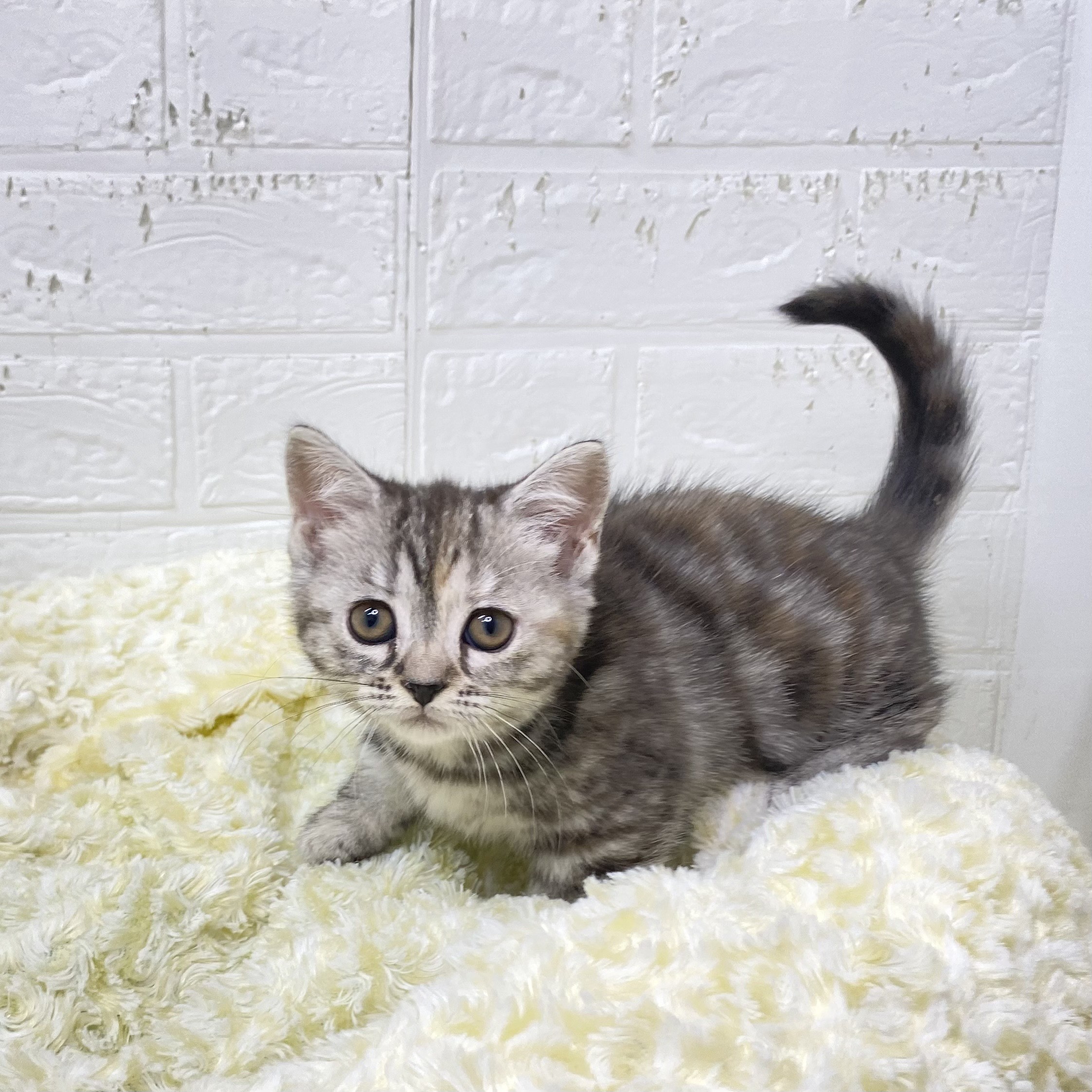 長野県のマンチカン (犬の家＆猫の里長野店/2025年9月23日生まれ/女の子/シルバーパッチドタビー)の子猫の1枚目の画像