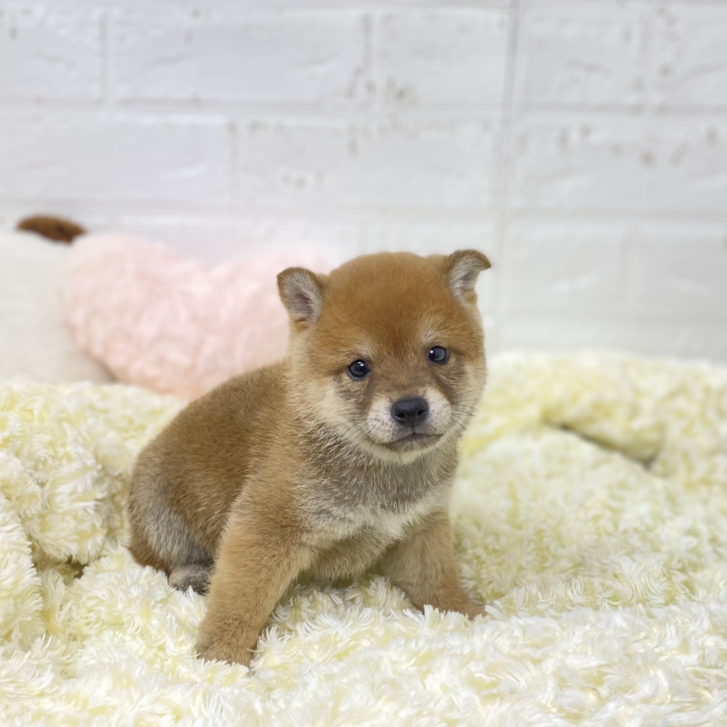 長野県の豆柴 (犬の家＆猫の里長野店/2025年9月23日生まれ/男の子/赤)の子犬の4枚目の画像