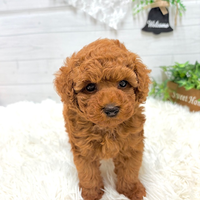 愛知県のトイプードル(トイ) (犬の家＆猫の里豊田店/2025年9月23日生まれ/女の子/レッド)の子犬の4枚目の画像