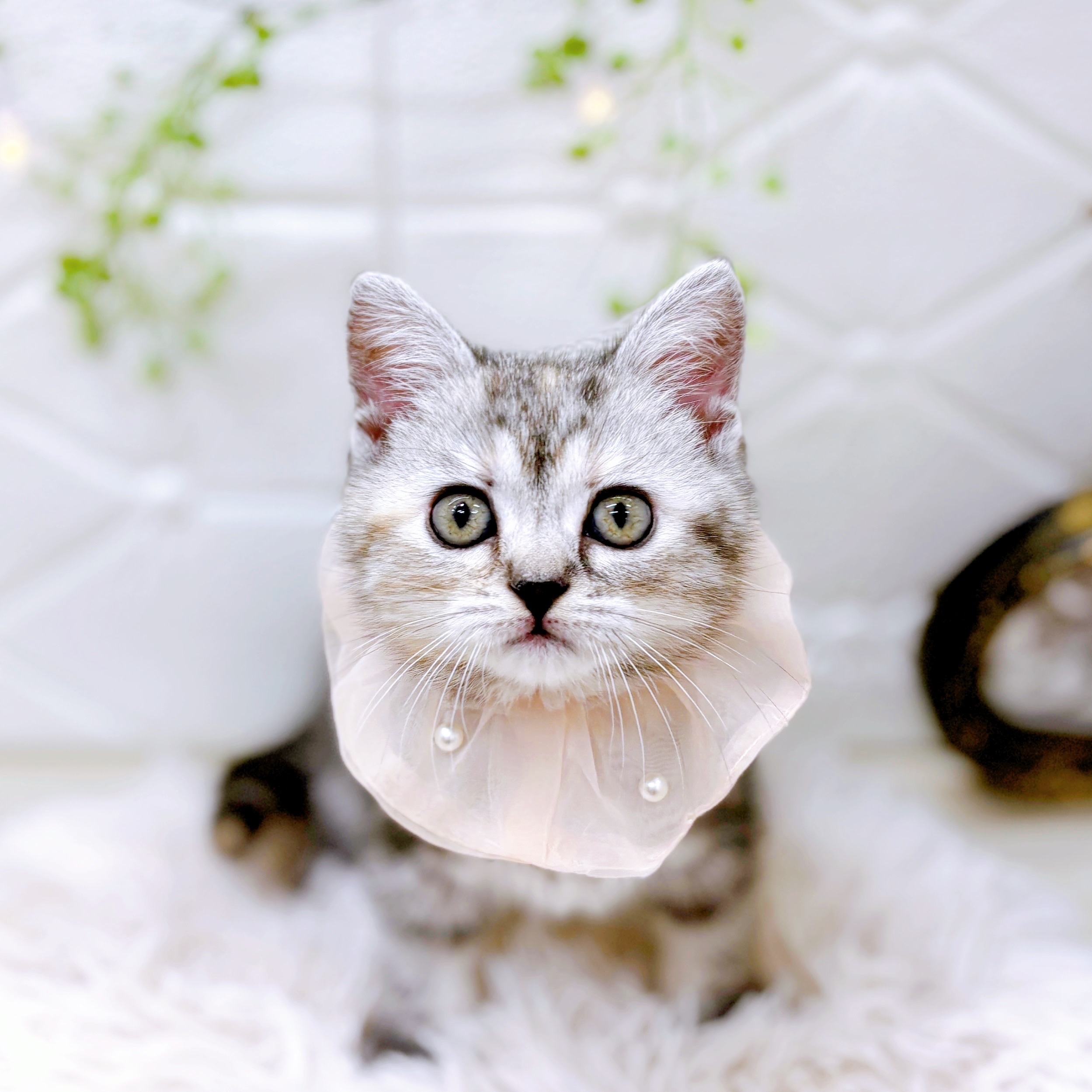 福井県のアメリカンショートヘアー (犬の家＆猫の里アミーゴ福井店/2025年9月21日生まれ/女の子/シルバーパッチドタビー)の子猫の4枚目の画像