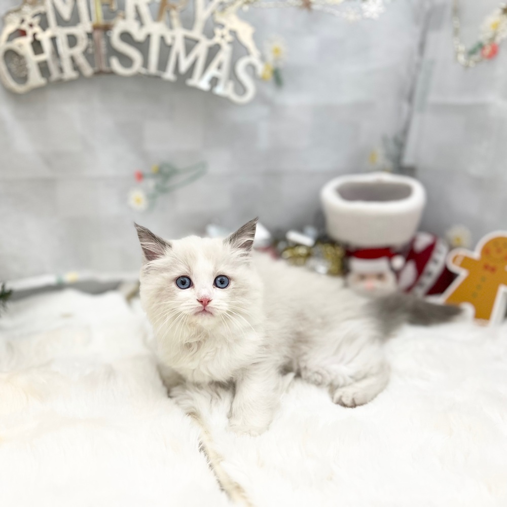 静岡県のラグドール (犬の家＆猫の里MEGAドン・キホーテ袋井店/2025年9月21日生まれ/女の子/ブルーポイントバイカラー)の子猫の1枚目の画像