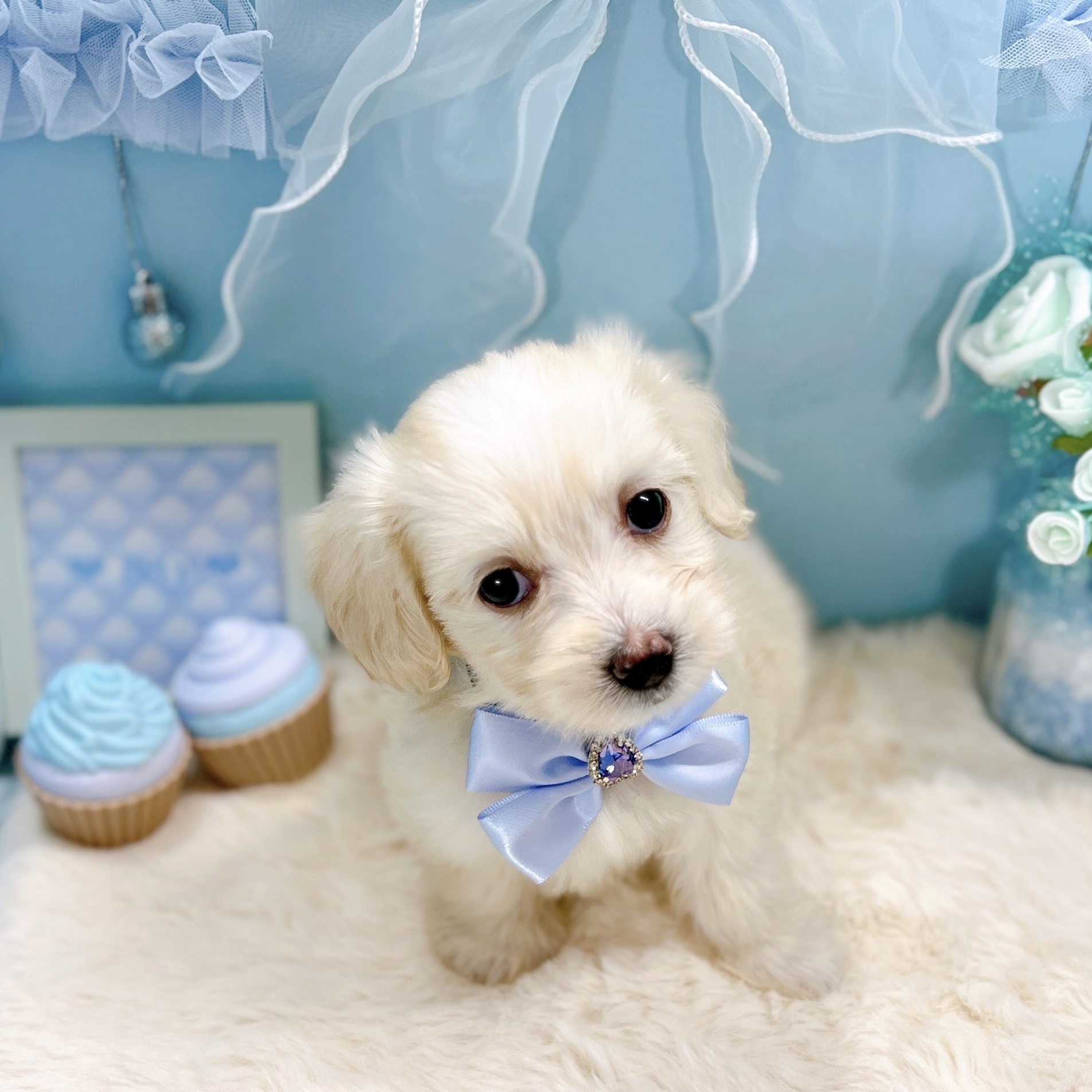 福井県のマルックス(マルチーズ×ダックス) (犬の家＆猫の里アミーゴ福井大和田店/2025年9月21日生まれ/男の子/クリーム)の子犬の4枚目の画像