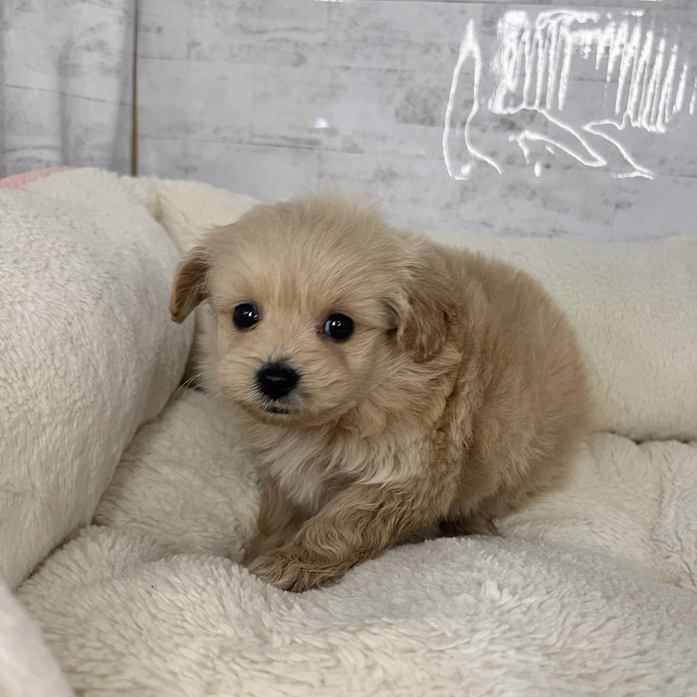 長野県のポメプー(ポメラニアン×プードル) (犬の家＆猫の里塩尻店/2025年9月22日生まれ/男の子/アプリコット)の子犬の4枚目の画像