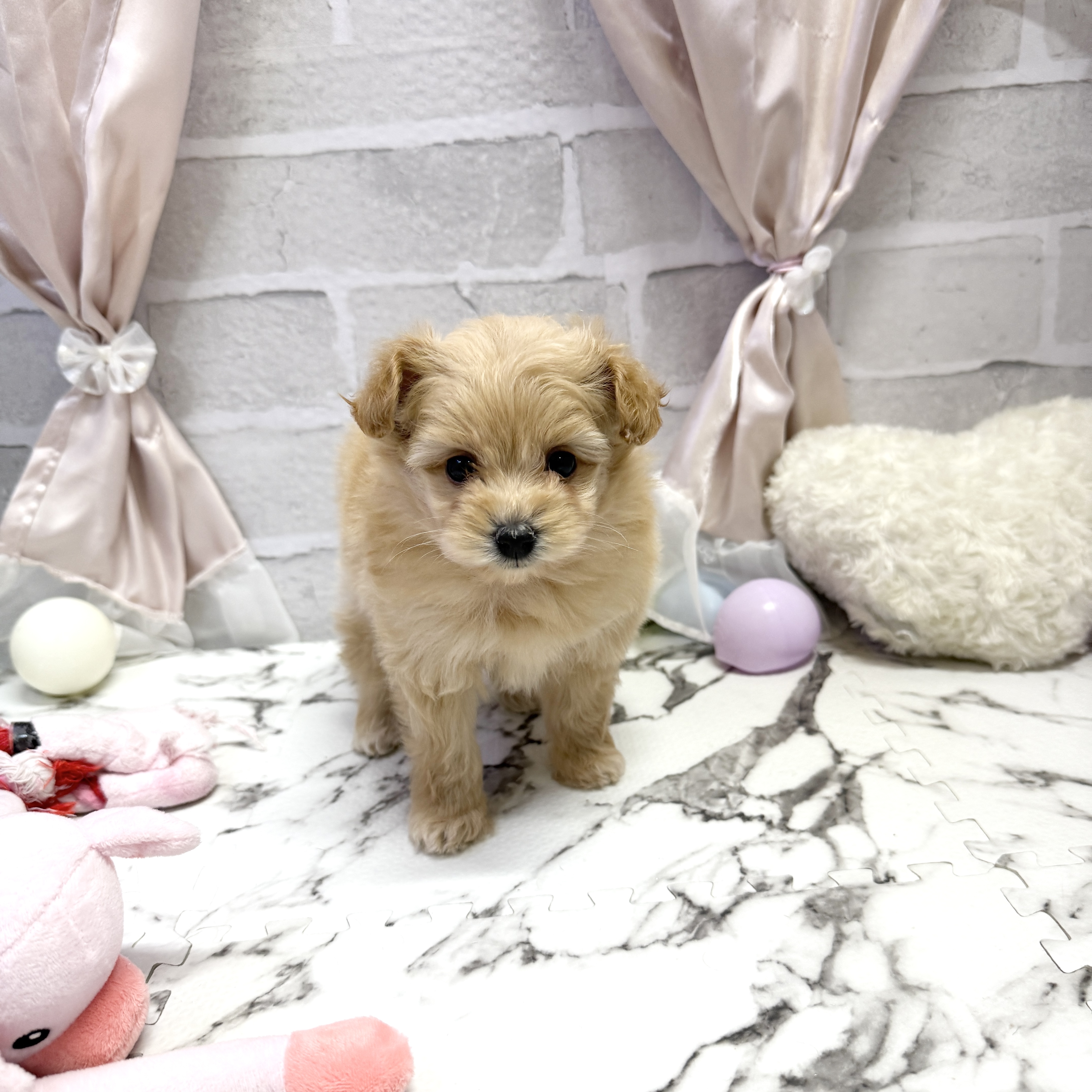 愛知県のポメプー(ポメラニアン×プードル) (犬の家＆猫の里岡崎店/2025年9月22日生まれ/女の子/アプリコット)の子犬の1枚目の画像