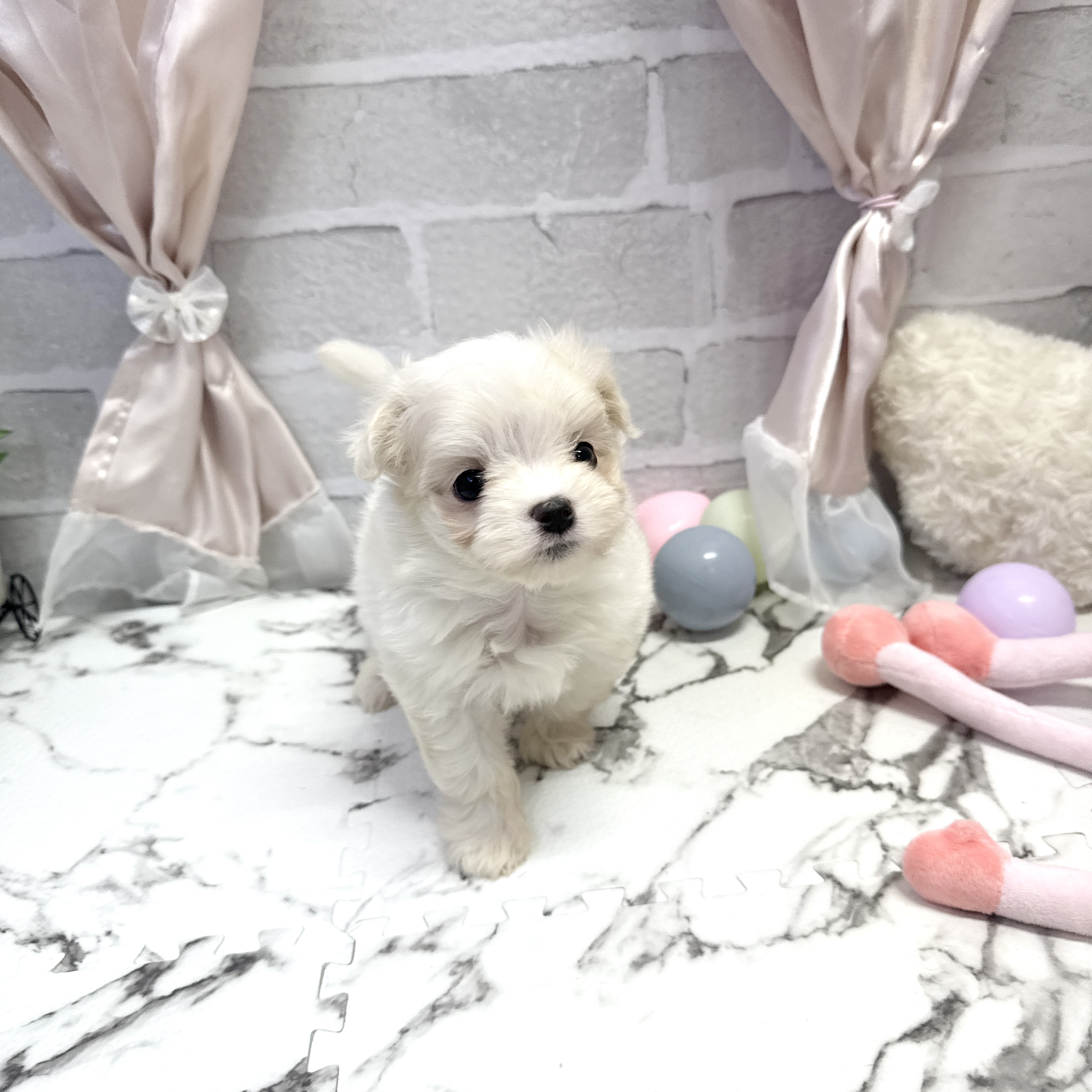 愛知県のマルチーズ (犬の家＆猫の里岡崎店/2025年9月23日生まれ/女の子/ホワイト)の子犬の4枚目の画像