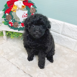 静岡県のトイプードル(トイ) (犬の家＆猫の里マークイズ静岡店/2025年9月22日生まれ/女の子/ブラック)の子犬の4枚目の画像