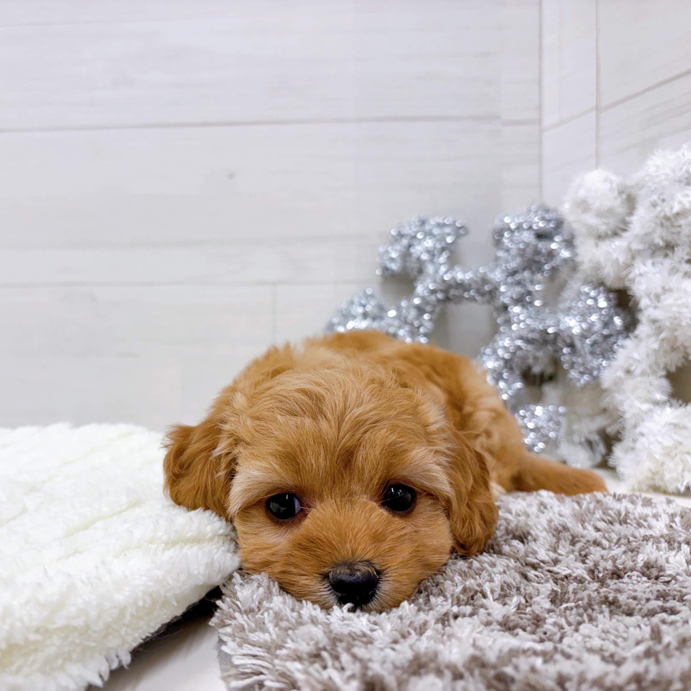 石川県のダップー(ダックス×プードル) (犬の家＆猫の里アミーゴ金沢おこばた店/2025年9月22日生まれ/女の子/アプリコット)の子犬の4枚目の画像