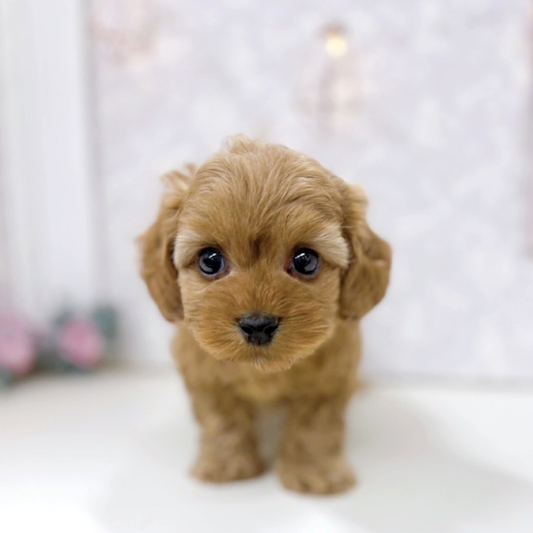 富山県のダップー(ダックス×プードル) (犬の家＆猫の里アミーゴ高岡蓮花寺店/2025年9月22日生まれ/男の子/アプリコット)の子犬の4枚目の画像