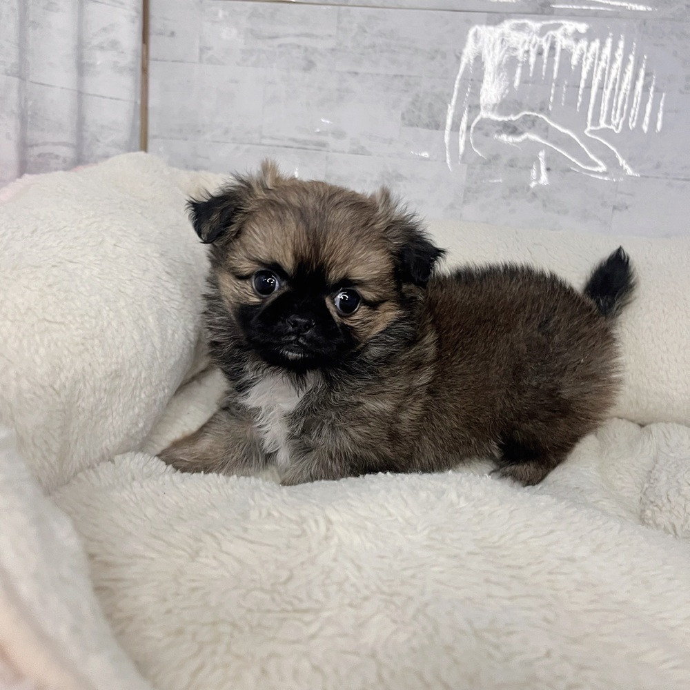 長野県のチワペキ/ペキチー/ペキチワ(チワワ×ペキニーズ) (犬の家＆猫の里塩尻店/2025年9月22日生まれ/女の子/フォーンホワイト)の子犬の1枚目の画像