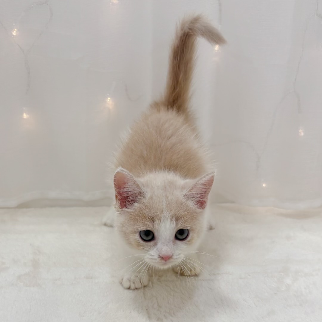 千葉県のマンチカン (犬の家＆猫の里BIGHOPガーデンモール印西店/2025年9月20日生まれ/女の子/クリームタビーホワイト)の子猫の4枚目の画像