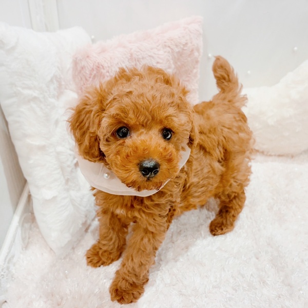 福井県のトイプードル(トイ) (犬の家＆猫の里福井店/2025年9月23日生まれ/女の子/レッド)の子犬の4枚目の画像