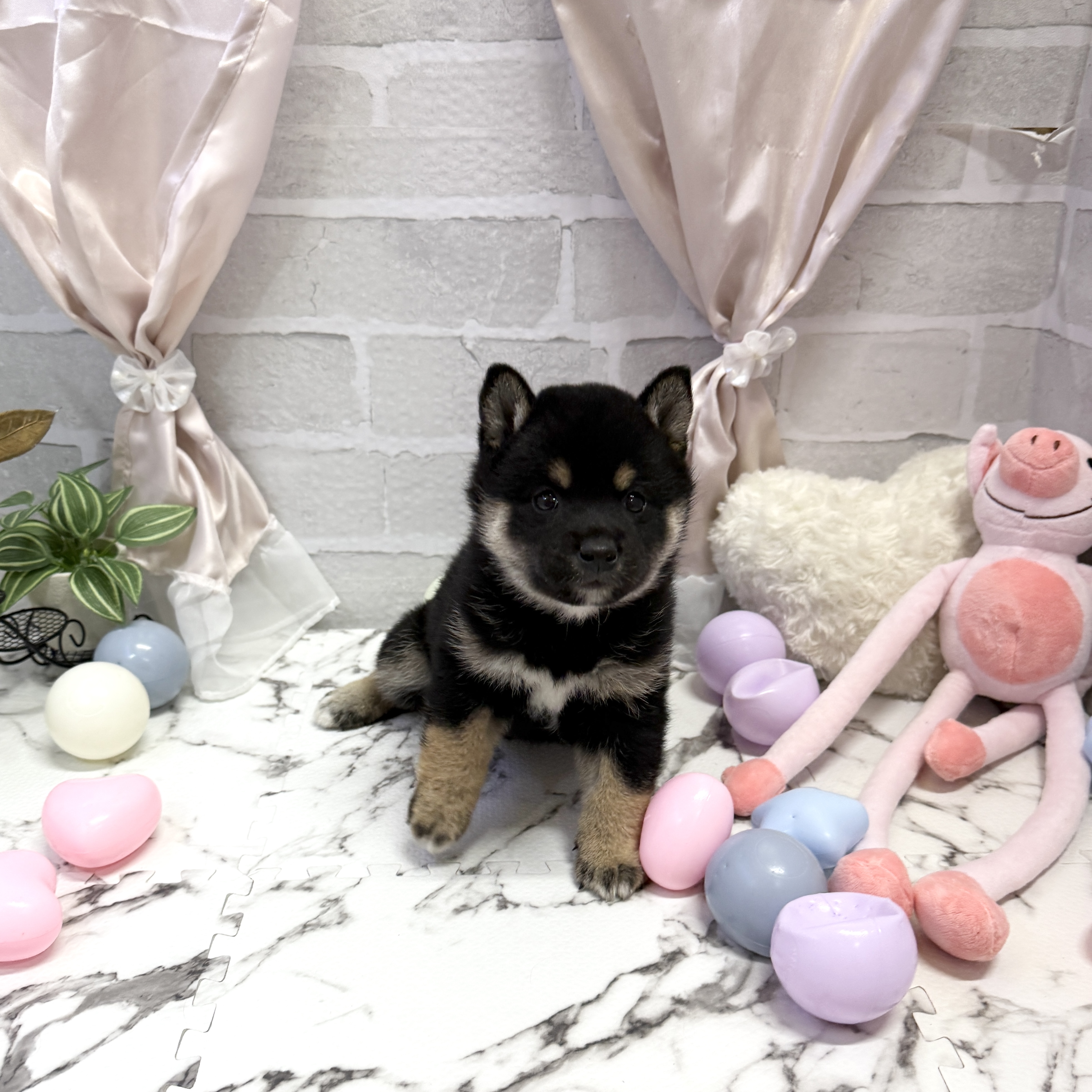 愛知県の柴犬(標準サイズ) (犬の家＆猫の里岡崎店/2025年9月23日生まれ/女の子/黒)の子犬の4枚目の画像