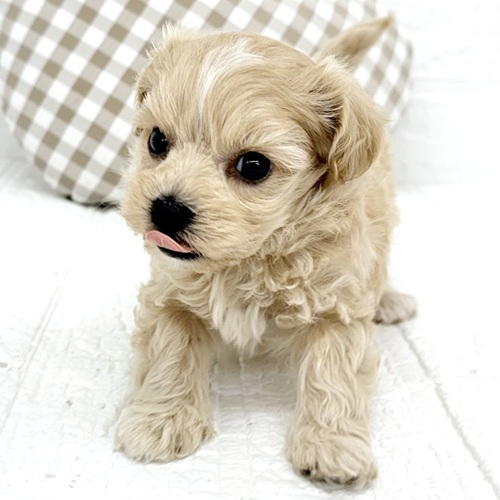 愛知県のマルプー(マルチーズ×プードル) (犬の家＆猫の里豊川インター店/2025年9月22日生まれ/男の子/アプリコット)の子犬の4枚目の画像