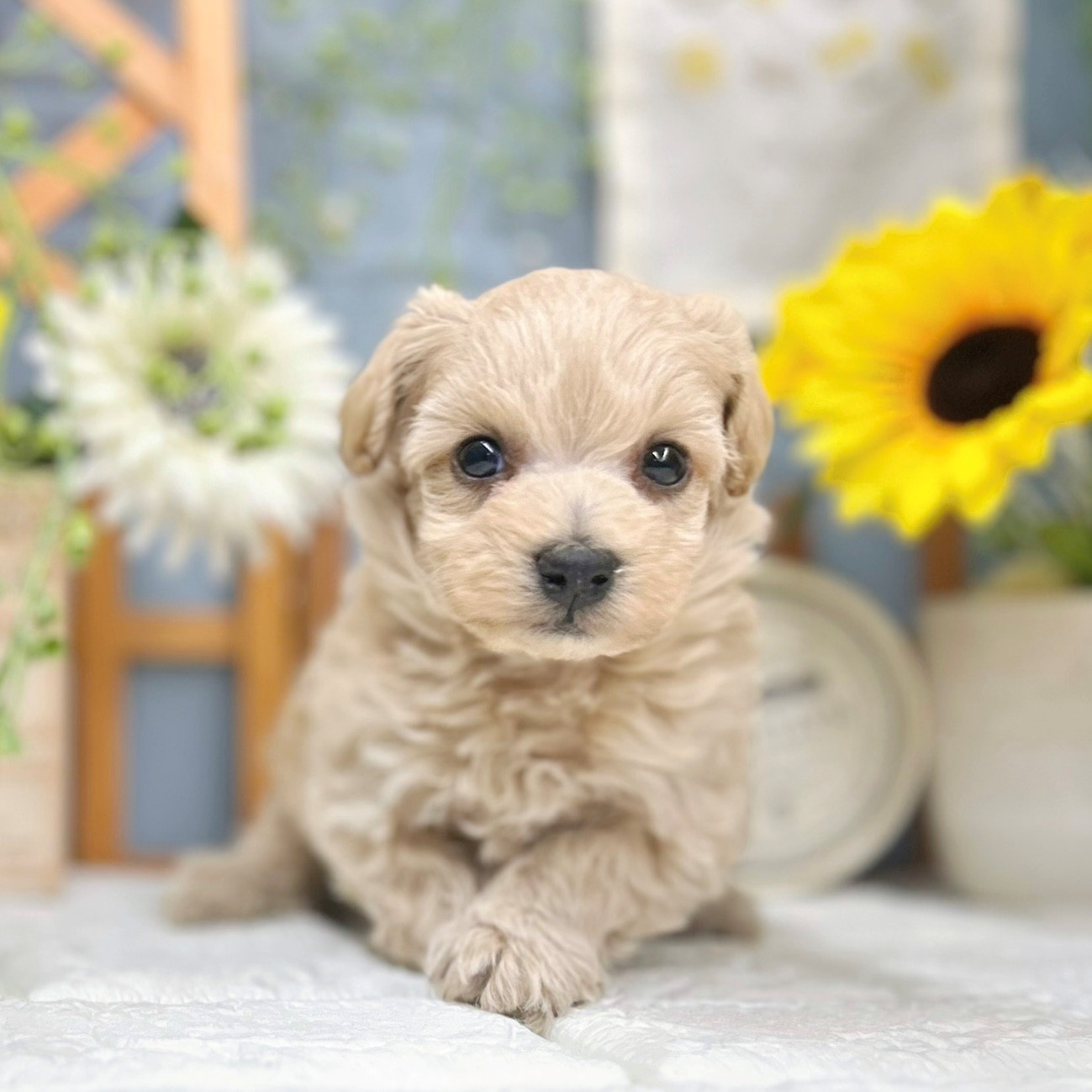 千葉県のマルプー(マルチーズ×プードル) (犬の家＆猫の里ワンズモール稲毛店/2025年9月22日生まれ/男の子/アプリコット)の子犬の4枚目の画像