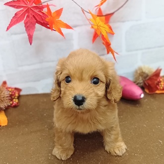 静岡県のダップー(ダックス×プードル) (犬の家＆猫の里プレ葉ウォーク浜北店/2025年9月21日生まれ/女の子/レッド)の子犬の1枚目の画像