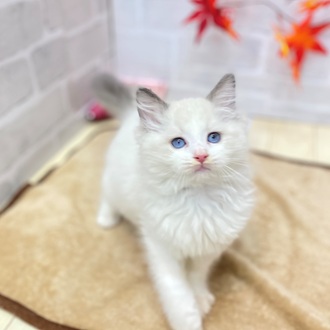 ラグドール女の子の写真