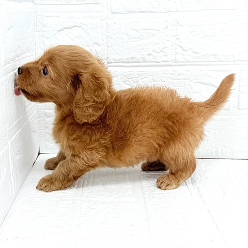 愛知県のダップー(ダックス×プードル) (犬の家＆猫の里豊川インター店/2025年9月21日生まれ/男の子/レッド)の子犬の4枚目の画像