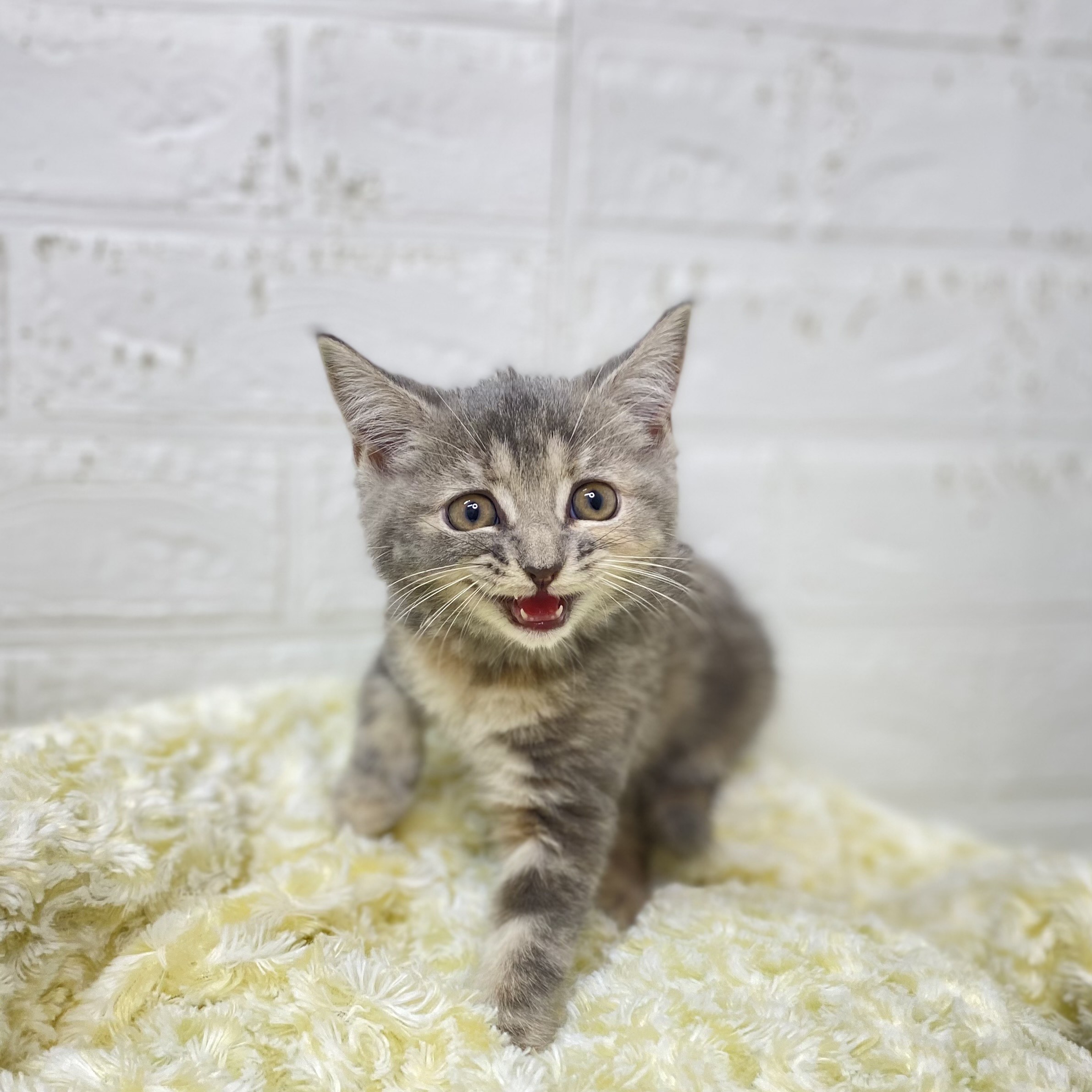 長野県のスコティッシュストレート (犬の家＆猫の里長野店/2025年9月23日生まれ/女の子/ブルーパッチドタビー)の子猫の4枚目の画像