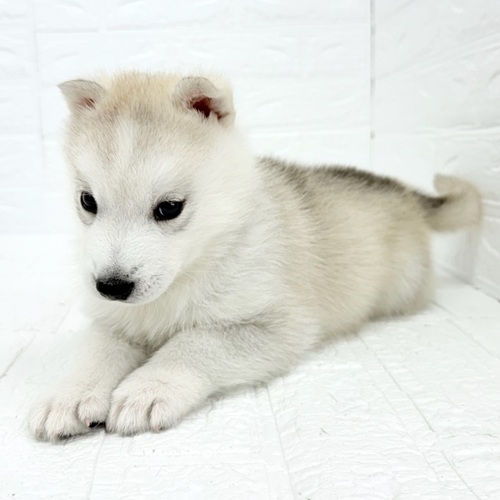 愛知県のシベリアンハスキー (犬の家＆猫の里豊川インター店/2025年9月22日生まれ/女の子/シルバーホワイト)の子犬の4枚目の画像