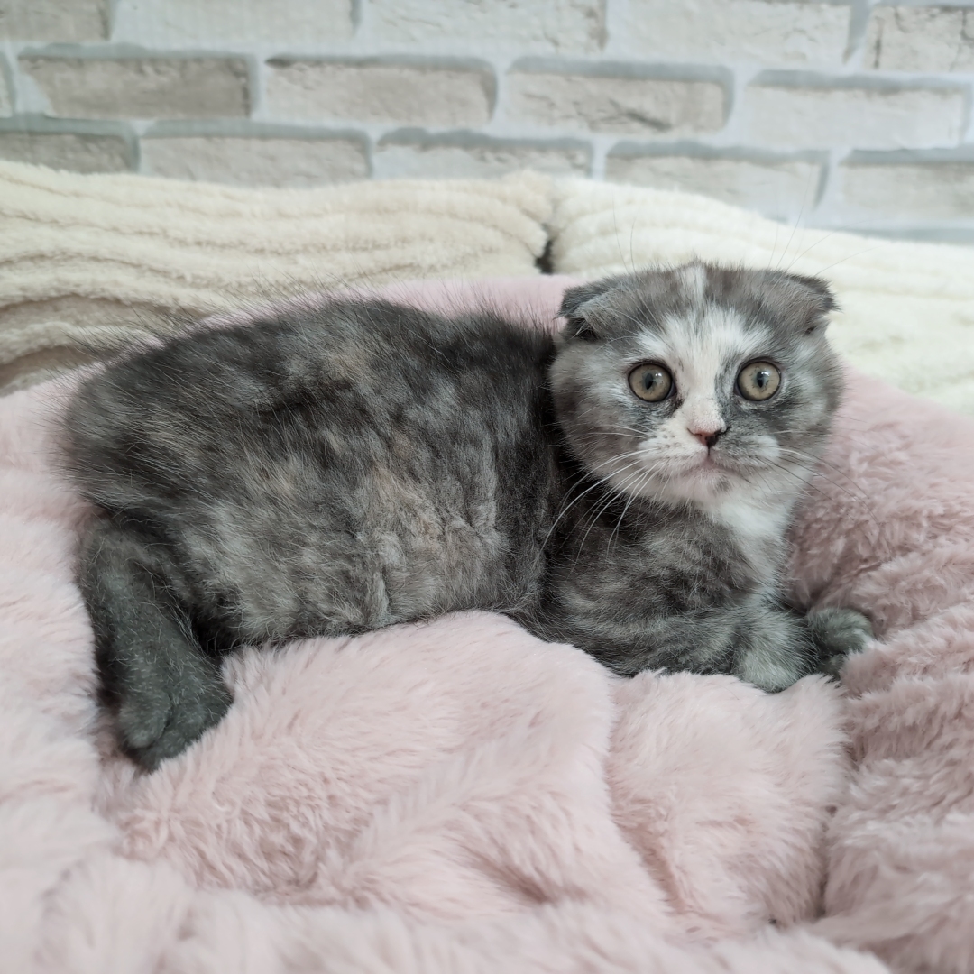 神奈川県のスコティッシュフォールド (犬の家＆猫の里モザイクモール港北店/2025年9月21日生まれ/女の子/シルバーパッチドタビー)の子猫の4枚目の画像