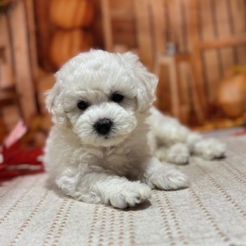 福岡県のビションフリーゼ (犬の家＆猫の里トリアス久山店/2025年9月23日生まれ/男の子/ホワイト)の子犬の4枚目の画像