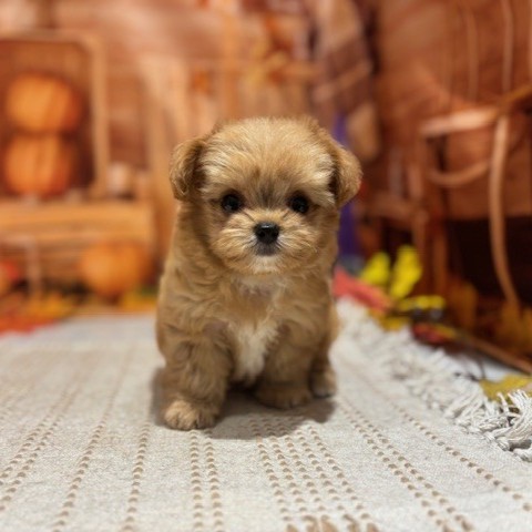 福岡県のチワプー/プーチー(チワワ×プードル) (犬の家＆猫の里トリアス久山店/2025年9月14日生まれ/女の子/レッド)の子犬の4枚目の画像