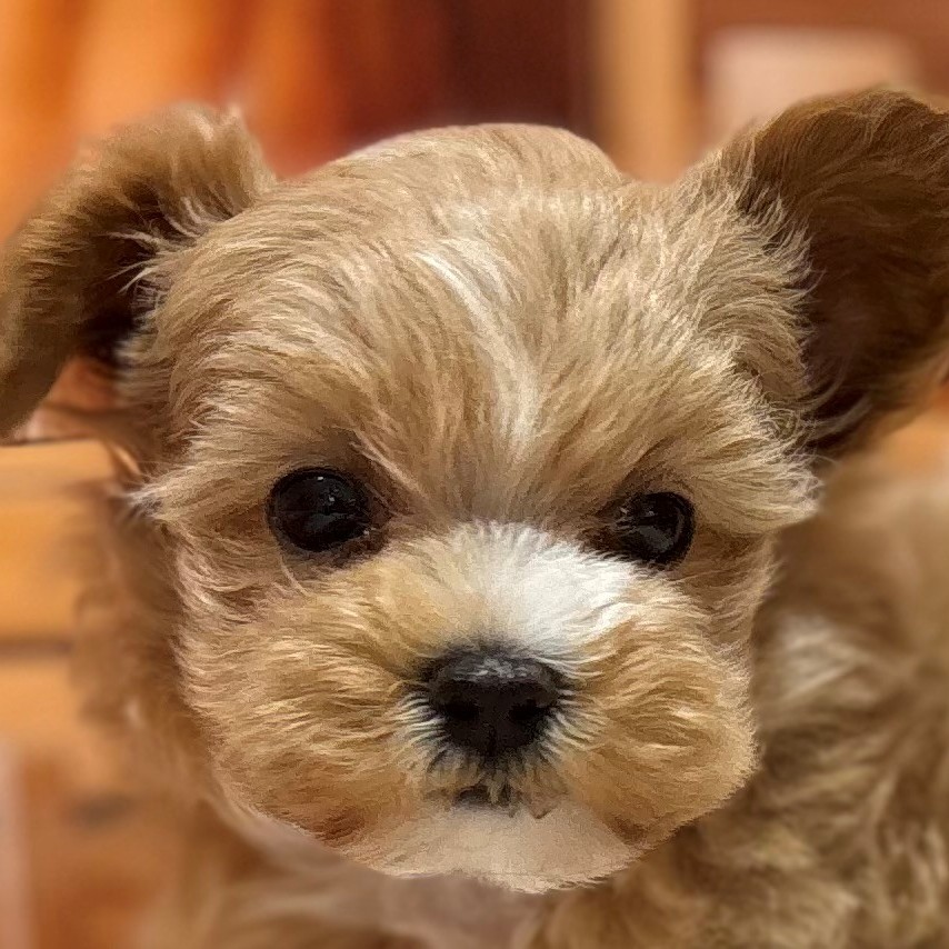 福岡県のマルプー(マルチーズ×プードル) (犬の家＆猫の里トリアス久山店/2025年9月21日生まれ/女の子/アプリコット)の子犬の1枚目の画像